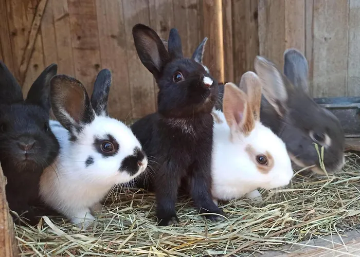 Loeschgruberhof - Urlaub Am Bauernhof Rechberg