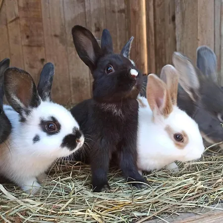Loeschgruberhof - Urlaub Am Bauernhof Rechberg
